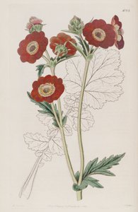 Geum quellyon，作为Geum coccineum Lindl。 作者 未知未知